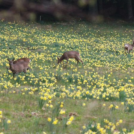 Les Hauts Du Lac ジェラールメ エクステリア 写真